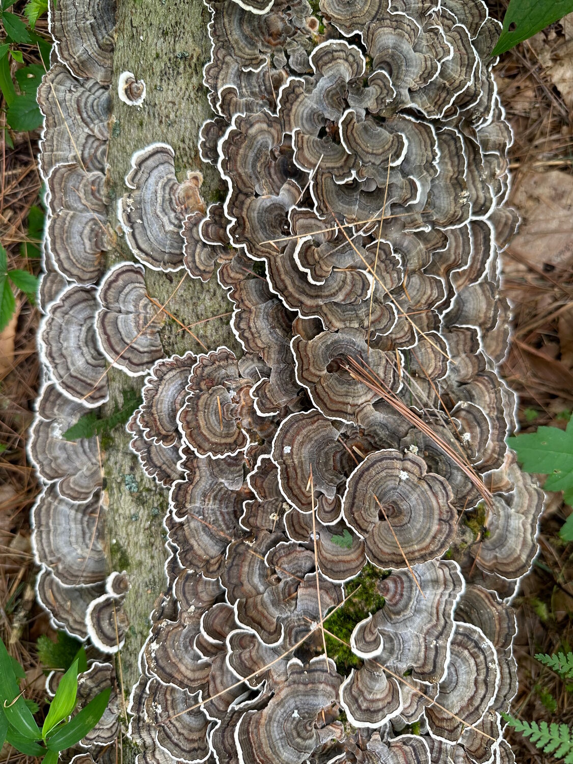 This striking cluster of turkey tail mushrooms caught my eye on a recent hike in Pike County, PA. While remarkable for their beauty alone, turkey tail fungi are highly prized for their medicinal value as well.